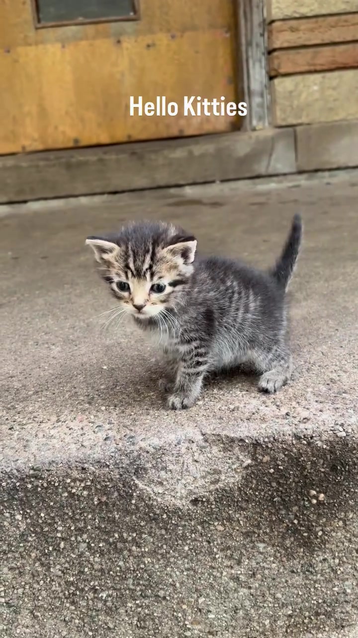 Anak kucing kelabu berdiri di permukaan simen berhampiran ambang bangunan.