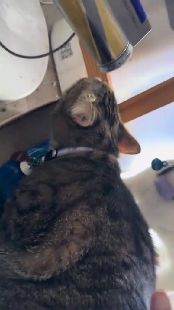 Kucing berbelang kelabu dilihat dari dekat dalam rakaman di rumah