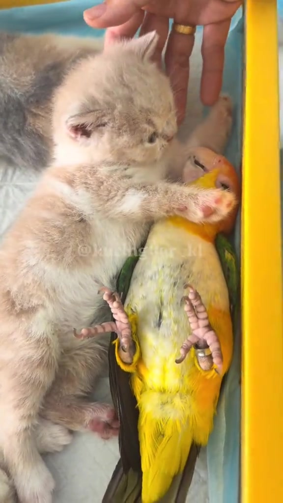 Anak kucing menyentuh badan burung berwarna kuning dengan kaki hadapannya, sementara tangan manusia mengusap kepala kucing.