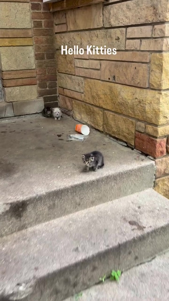 Dua anak kucing kecil berada di tangga bangunan, satu dekat dinding dan satu di anak tangga bawah.