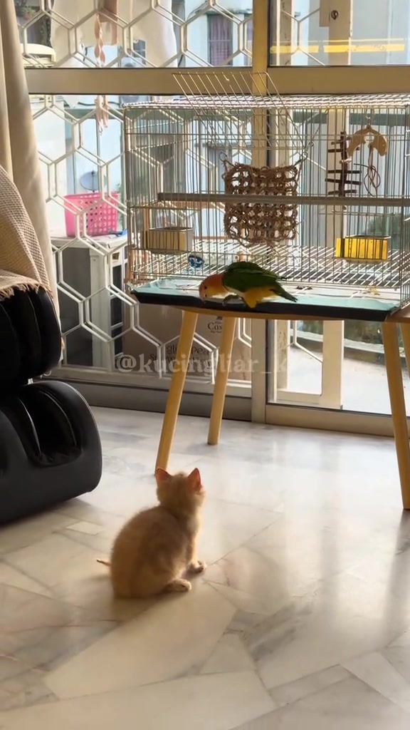 Seekor anak kucing duduk di lantai memandang burung di atas meja, dengan sangkar besar kelihatan di belakang.