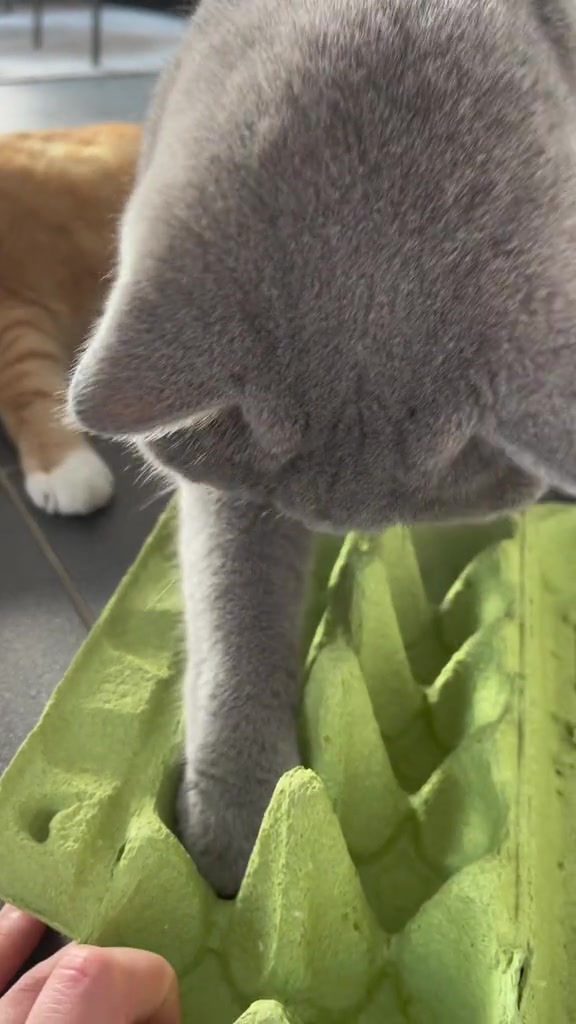 Kucing kelabu menguis bekas telur hijau, sementara seekor kucing lain berada di belakang.