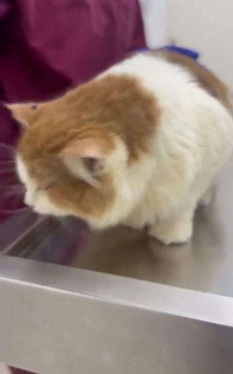 Kucing Batuk Bukan Semestinya Muntah Bulu: Cara Saya Rakam dan Bila Perlu ke Doktor Haiwan