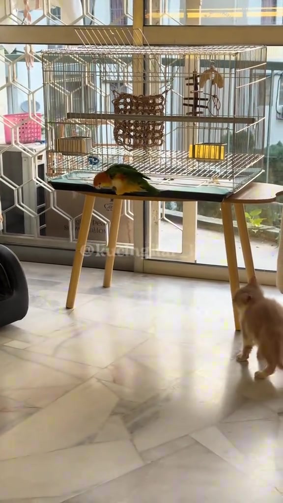 Seekor anak kucing berjalan menghampiri meja tempat burung bertenggek, dengan sangkar besar di belakangnya.