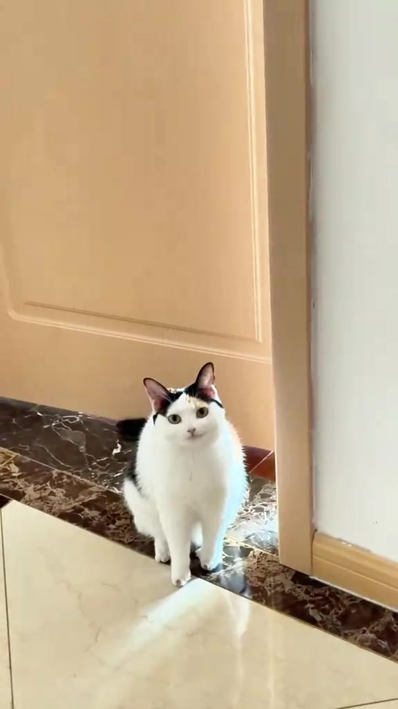 Seekor kucing duduk di ambang pintu rumah yang terbuka sedikit