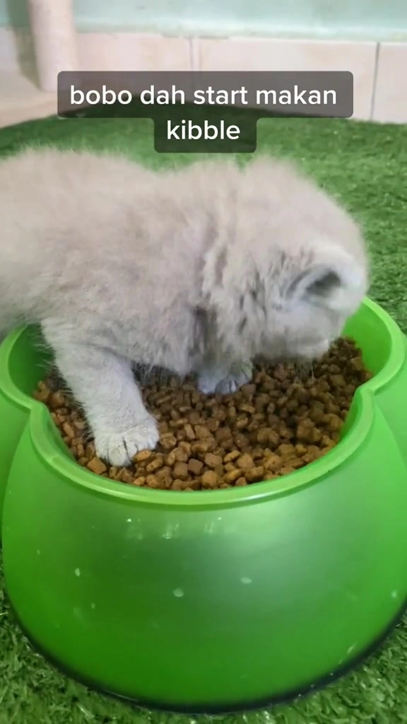 Catto Kitten Growth Pro: Apa Saya Semak Sebelum Beli