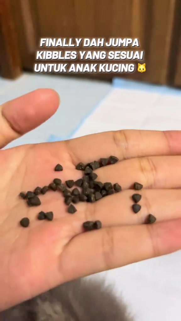Kibbles di atas tapak tangan dengan seekor anak kucing di latar, dalam rakaman komuniti