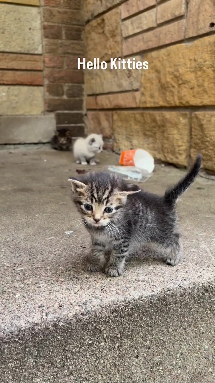 Jumpa Anak Kucing di Koridor Pangsapuri KL: Semak Ibu dan Jiran Dulu