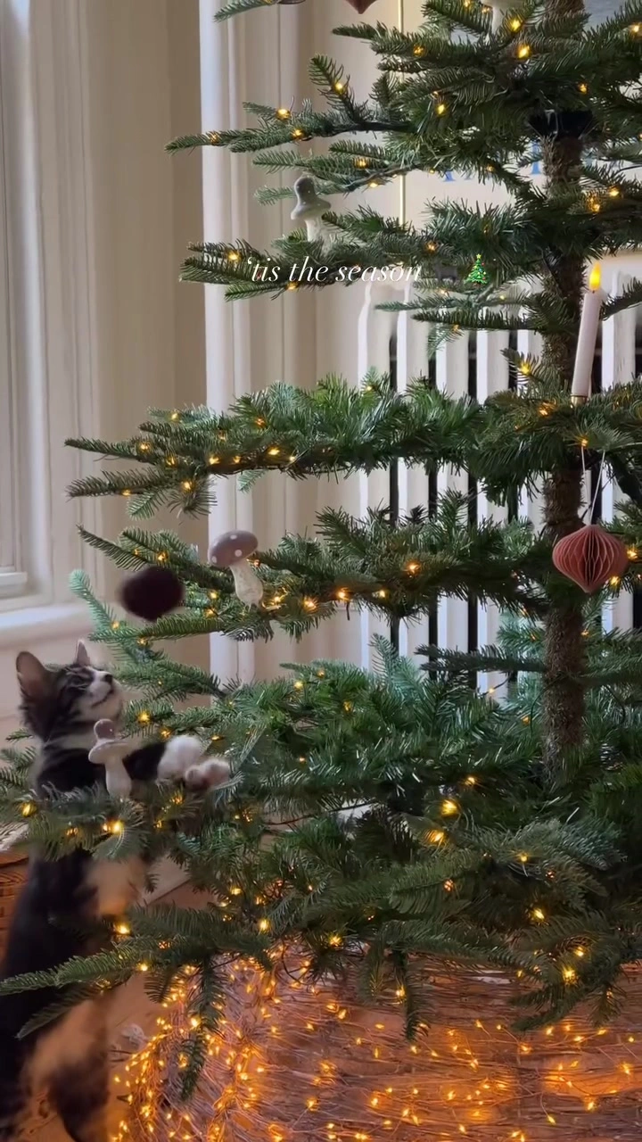 Pokok Krismas di Apartment KL dengan Dua Kucing: Senarai Semak Saya Sebelum Pasang