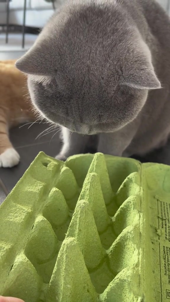 Puzzle Makanan Kucing DIY di Apartmen KL: Bekas Telur Dulu, RM8.90 Selepas Baucar