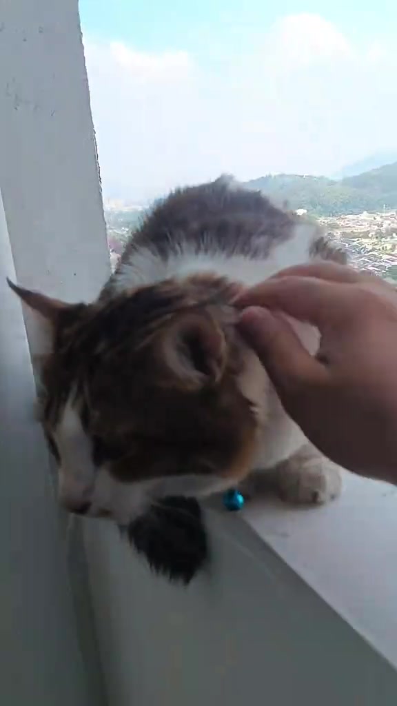 Kucing Tersangkut di Tingkat 26: Langkah Selamat Sebelum Minta Bantuan