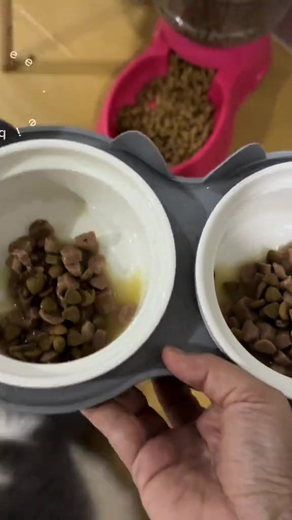Mangkuk berkembar berisi kibbles di ruang rumah