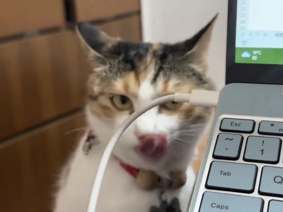 Kucing Gigit Wayar di Apartmen KL: Cara Lindung Kabel dan Bila Perlu ke Vet