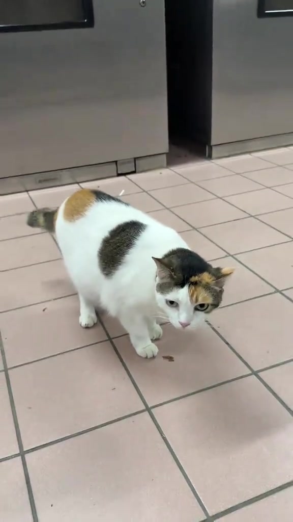 Kucing Boleh Naik MRT/LRT Rapid KL? Beg Pembawa Bukan Pengecualian