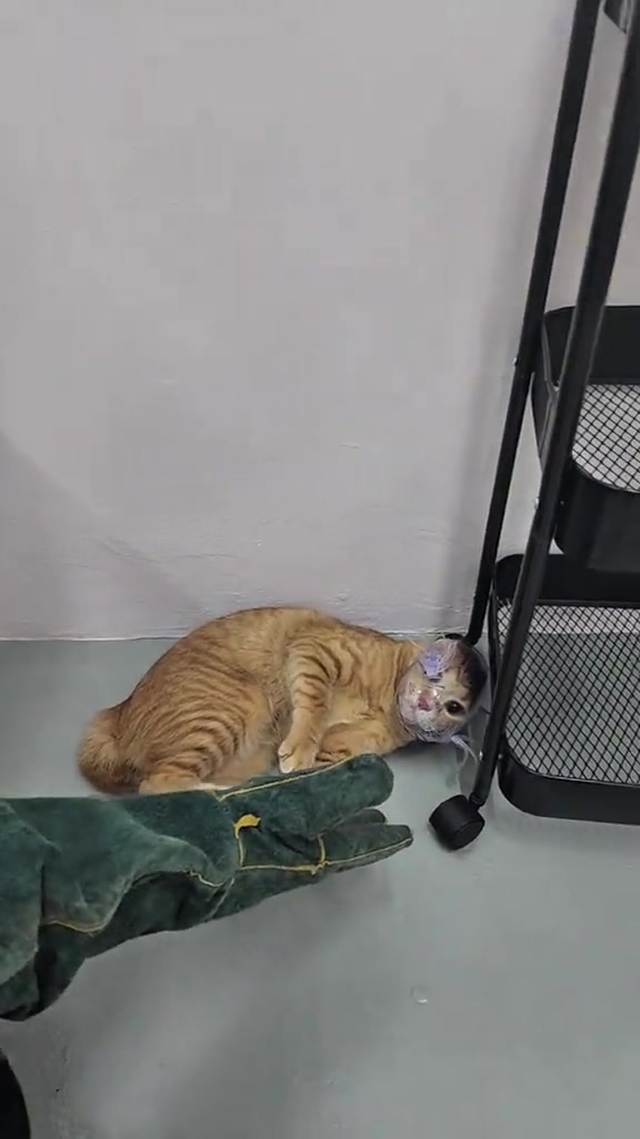 Seekor kucing oren berbaring di sudut ruang, dengan sarung tangan pelindung di hadapannya.