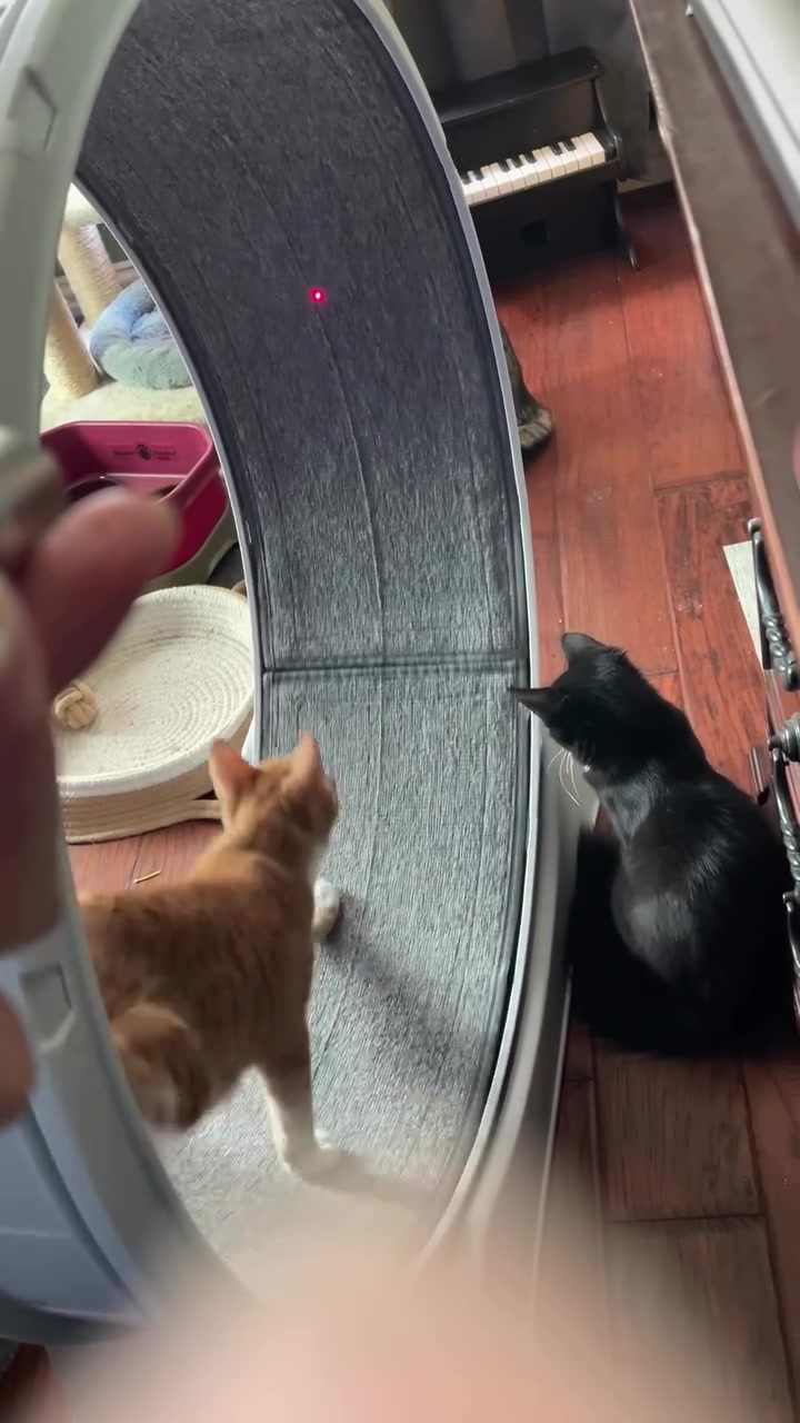 Dua anak kucing memerhati permukaan berlapis kain pada roda larian di dalam rumah