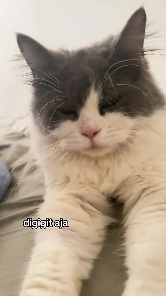 Grooming kucing stres? Saya belajar berhenti sebelum anak bulus panik