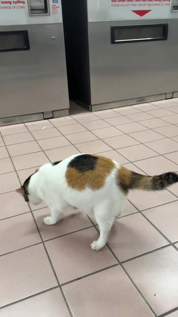 Seekor kucing tiga warna berjalan di lantai berjubin berhampiran mesin di sebuah stesen.