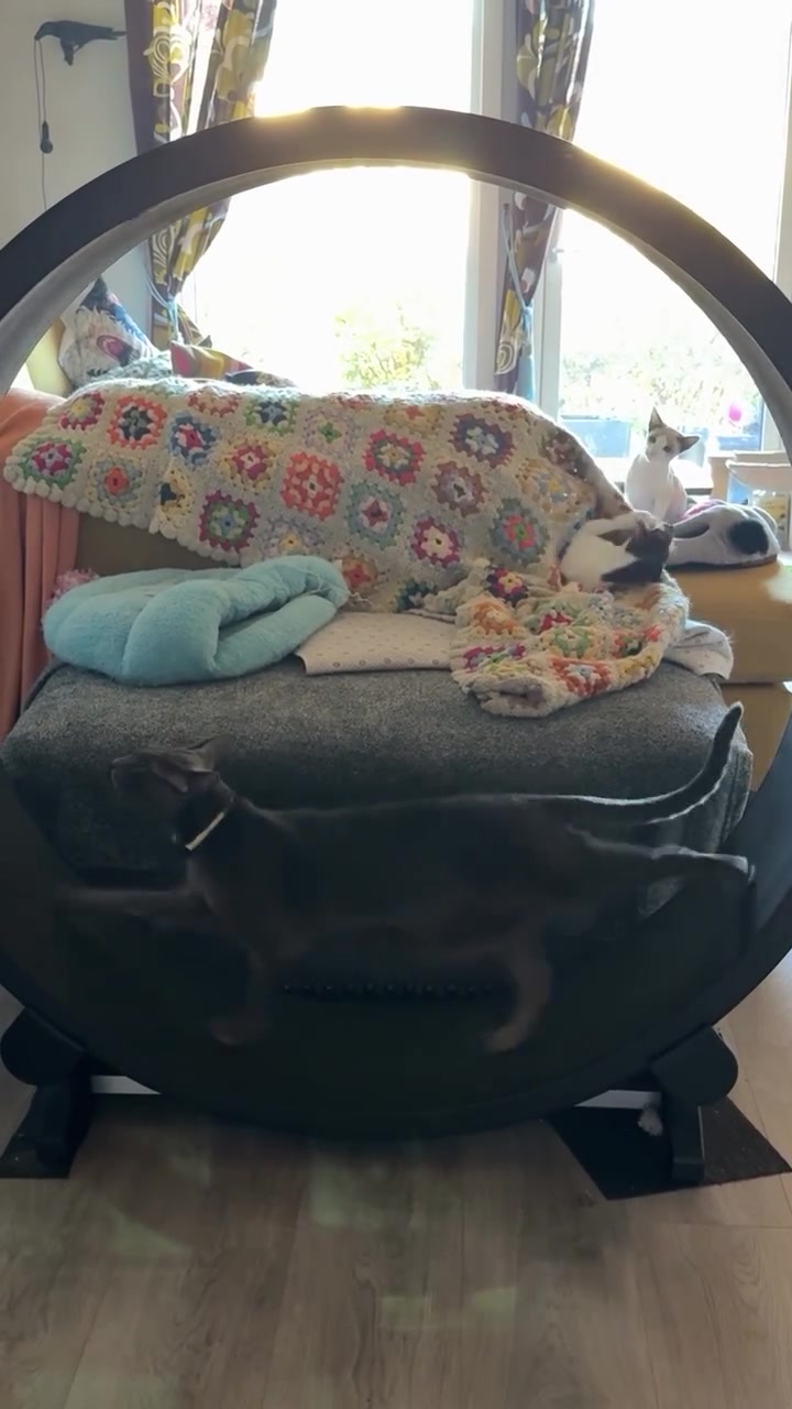 Seekor kucing kelabu berada di dalam roda larian hitam yang diletakkan berhampiran sofa
