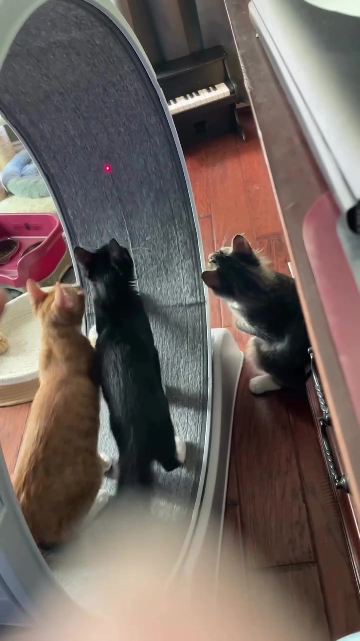 Cat wheel di apartmen KL: ukur ruang dan semak harga sebelum beli