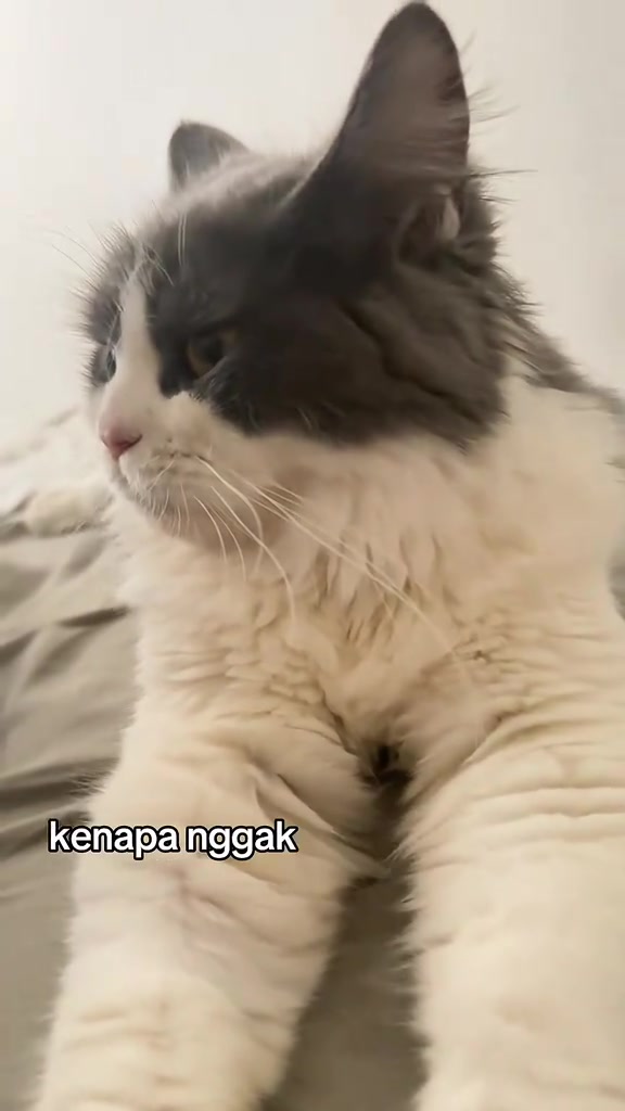 Seekor kucing berbulu kelabu dan putih berehat di atas kain lembut sambil memandang ke sisi.