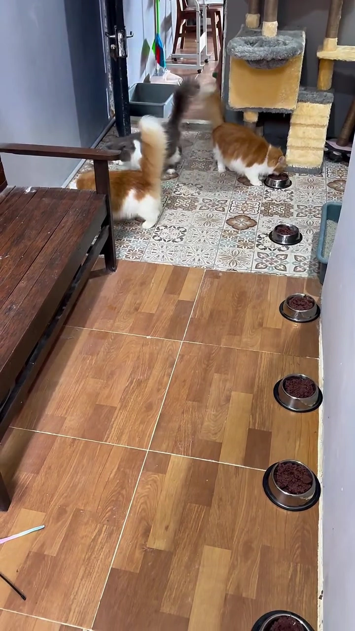 Dua Kucing, Dua Tempat Makan: Susun Mangkuk dalam Apartment KL