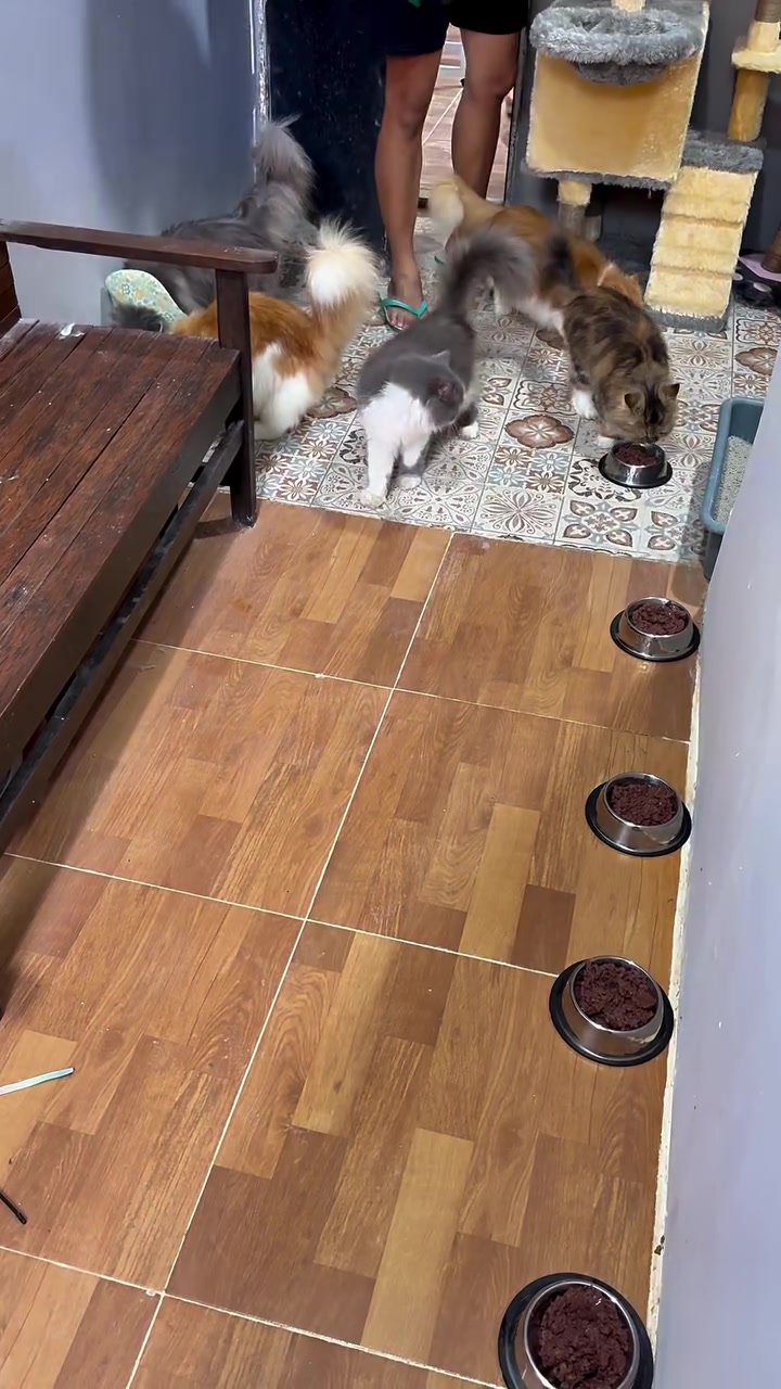 Beberapa ekor kucing bergerak menuju mangkuk makanan berasingan di ruang rumah.