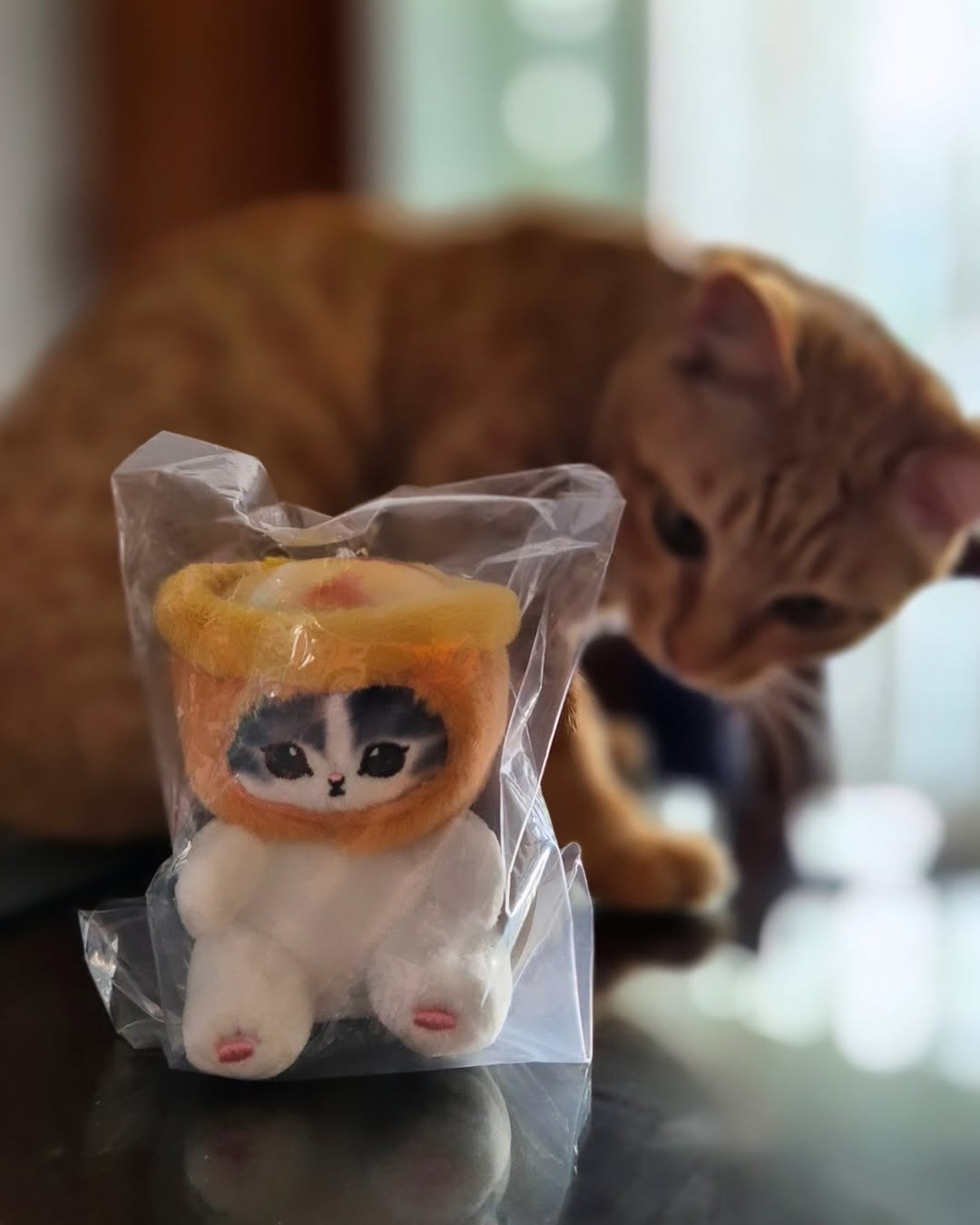 Seekor kucing jingga menghampiri patung kucing lembut yang masih di dalam bungkusan plastik.