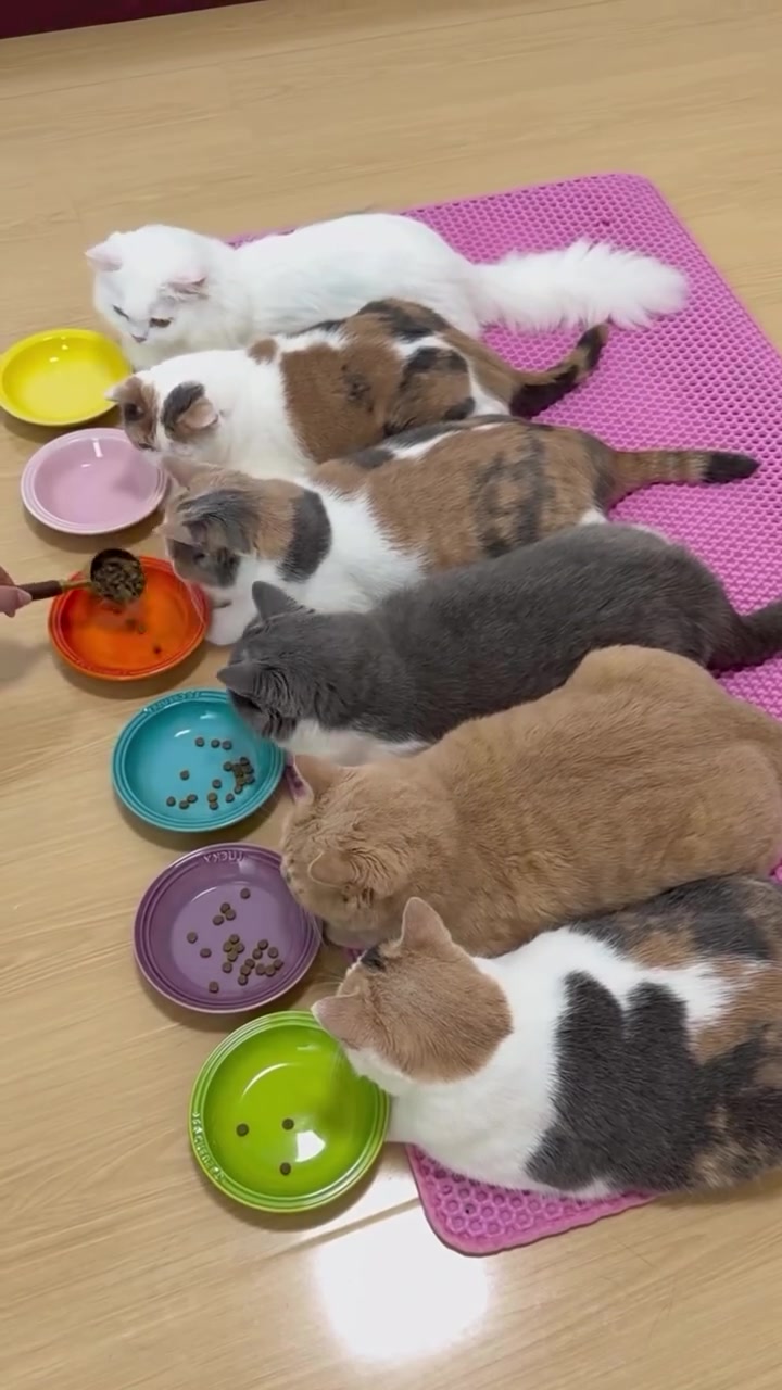 Anak-anak kucing menghampiri pinggan makanan masing-masing yang tersusun di atas tikar.
