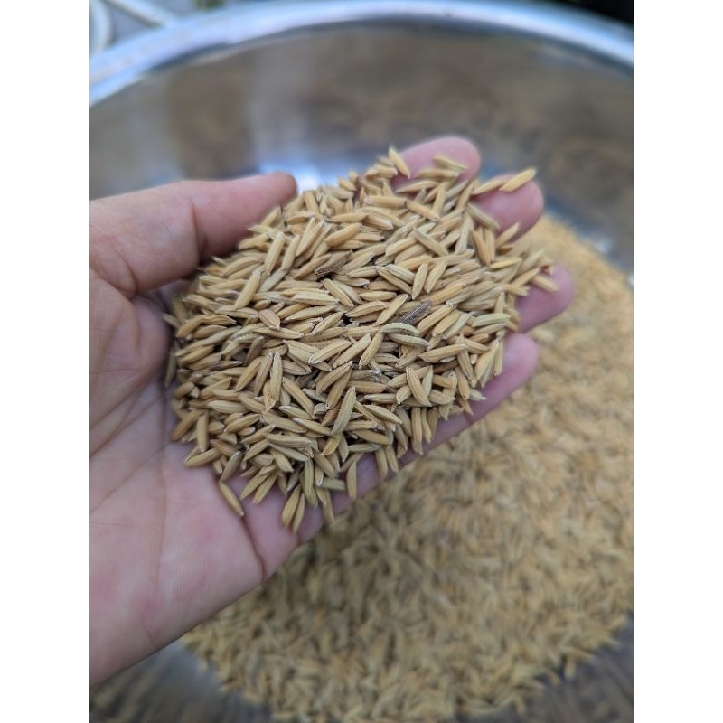 1kg Lúa giống OM18 | Shopee Việt Nam