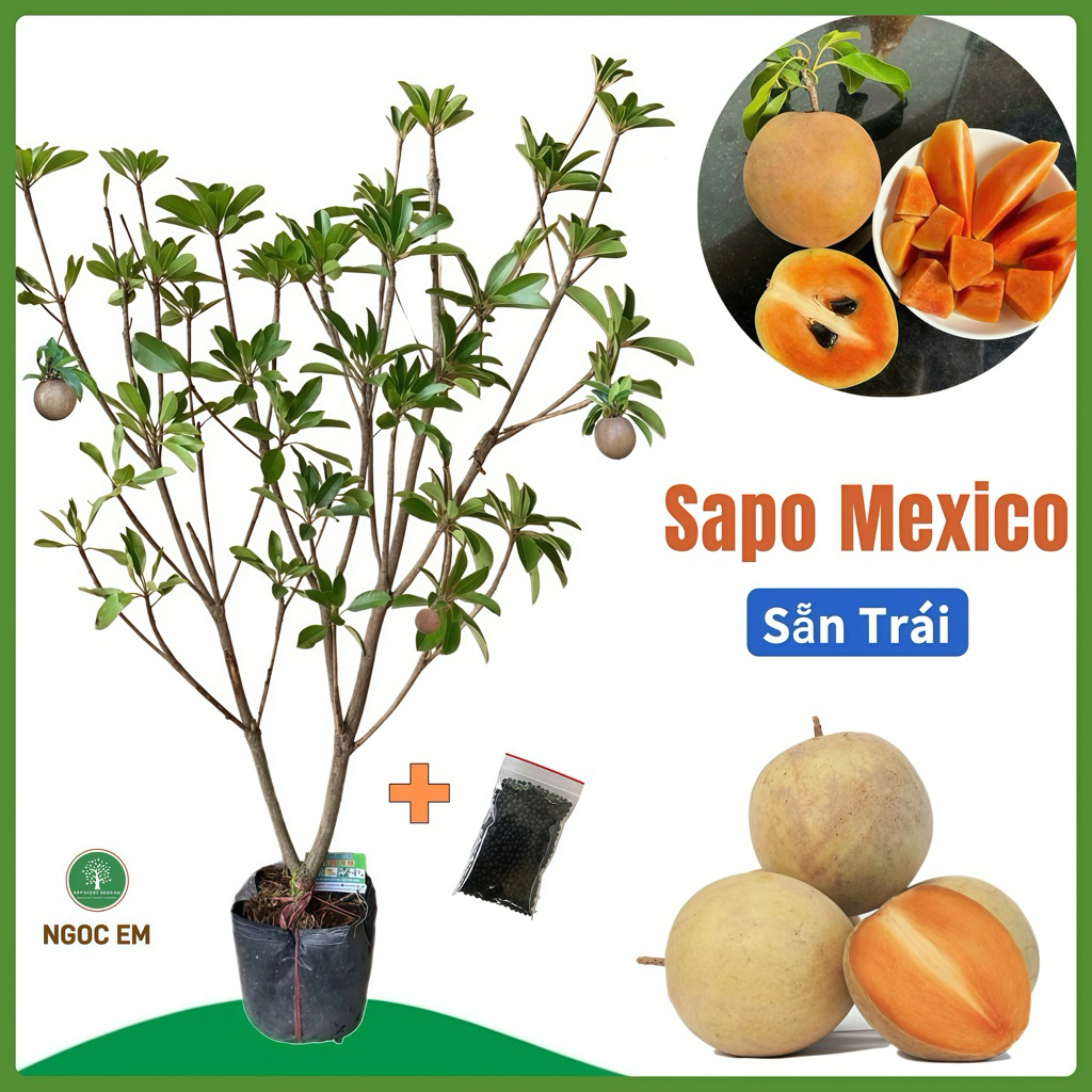 Hồng xiêm mexico ( Sapo) sẵn bông và trái (cao tầm 1mét5 ) dễ trồng nhanh | Shopee Việt Nam