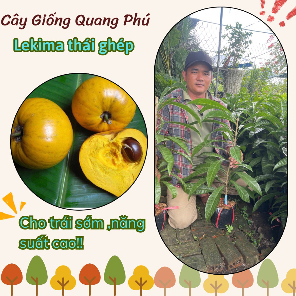 LÊKIMA THÁI(GHÉP CÀNH )CHO TRÁI SIÊU SỚM | Shopee Việt Nam