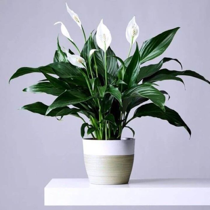Cây giống Spathiphyllum wallisii Peace Lily (Lan Ý, Huệ Hoà Bình) chậu nhựa 8cm | Lazada Việt Nam