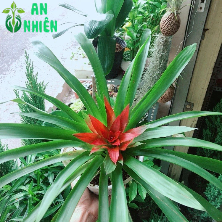 Phong Lộc Hoa | Shopee Việt Nam