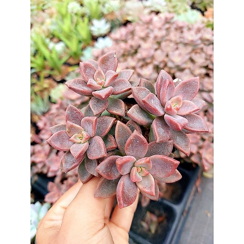 Sen đá Đá Nâu size bầu xứ nóng | Shopee Việt Nam
