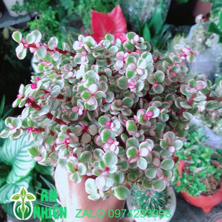 Cây Cành Vàng Lá Ngọc | Shopee Việt Nam