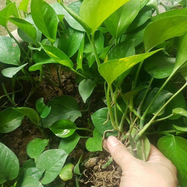 3 Cây trầu bà | Shopee Việt Nam