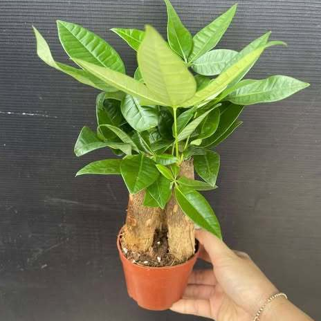 Cây Kim ngân | Shopee Việt Nam