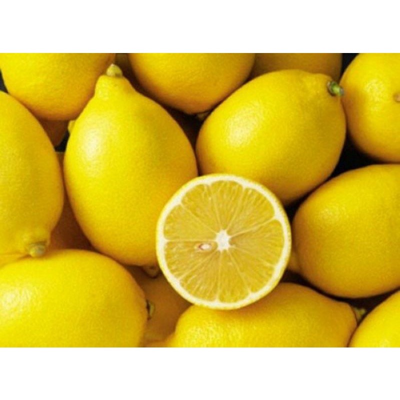 CÂY GIỐNG CHANH VÀNG | Shopee Việt Nam