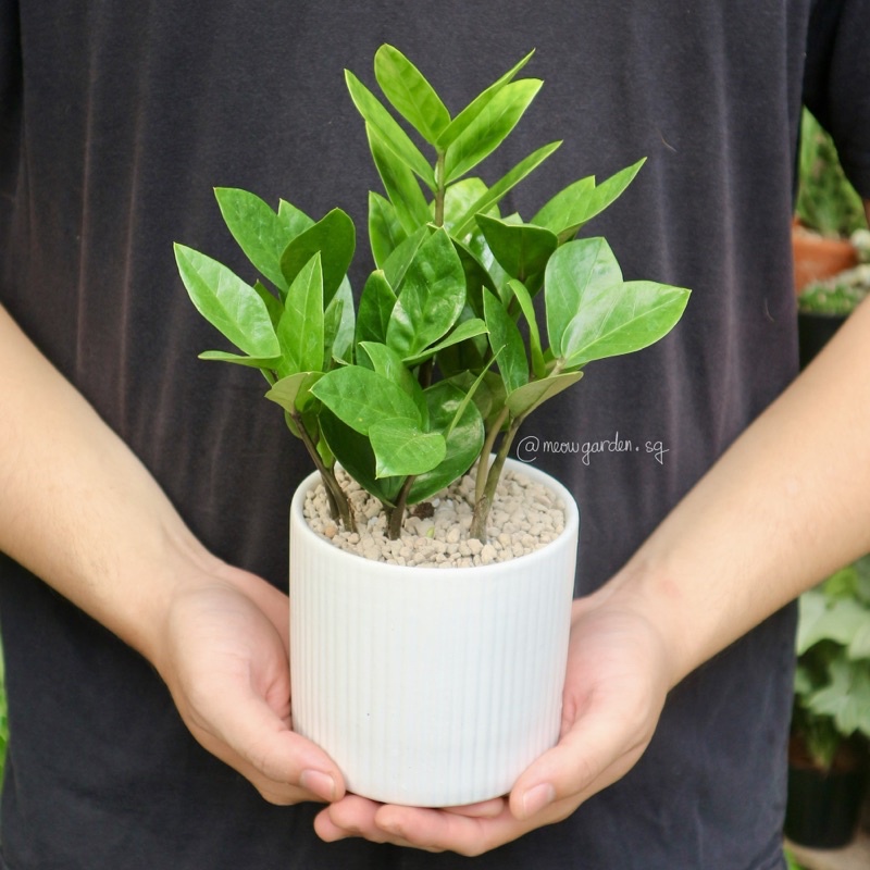 Cây kim tiền - Zamioculcas zamiifolia (ZZ plant) | Cây để bàn làm việc, văn phòng | Shopee Việt Nam