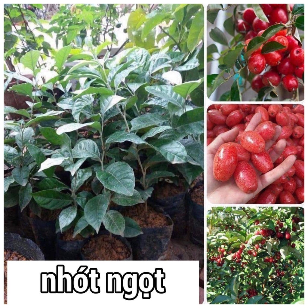 Cây giống nhót ngọt | Shopee Việt Nam