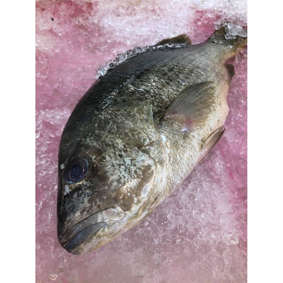 FRESH FROZEN Big size Red Snapper Fish 2.2kg / Ikan Jenahak / 红鸡鱼 | Shopee Malaysia