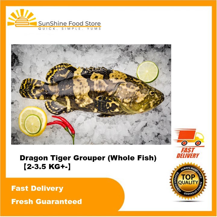 GIANT PEARL GROUPER | 龙虎斑 | Kerapu (Whole Fish) [2 - 3.5 KG+-] | Shopee Malaysia