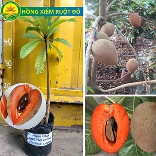 Hồng xiêm Thái ruột đỏ (CAM KẾT CHUẨN) giống cây nhập khẩu thế hệ mới, quả to khổng lồ năng suất cao | Shopee Việt Nam