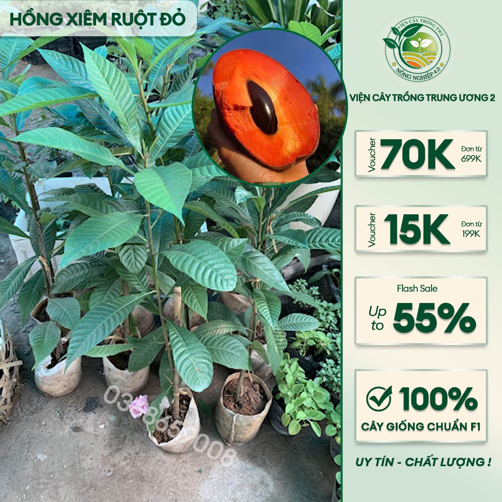 HỒNG XIÊM RUỘT ĐỎ (CAM KẾT CHUẨN) giống cây nhập khẩu Thế hệ mới, quả To khổng khô năng suấT | Shopee Việt Nam