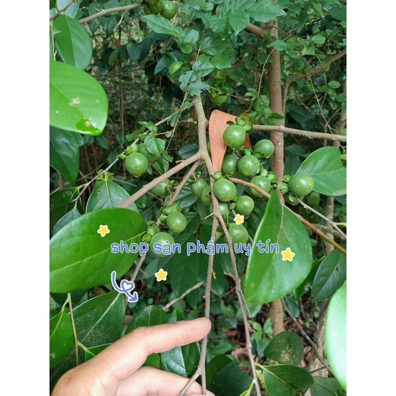 cây hồng đá (gốc ngẫu nhiên đang nhú mầm hoặc có lá) | Shopee Việt Nam