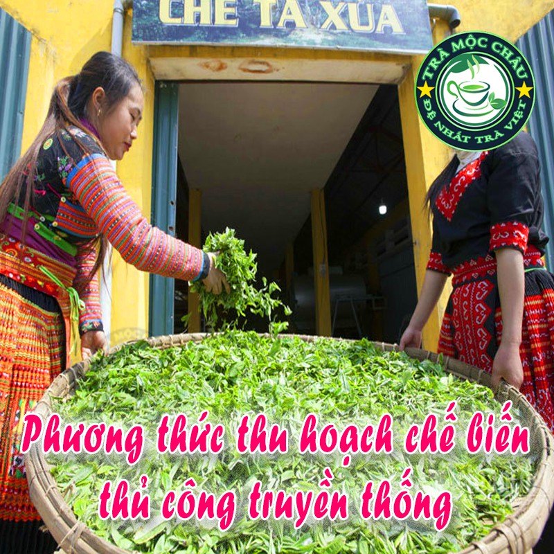 Trà Shan Tuyết Cổ Thụ Tà Xùa (Bắc Yên - Sơn La) gói 50g - Trà núi cao hương vị đượm đất trời | Shopee Việt Nam