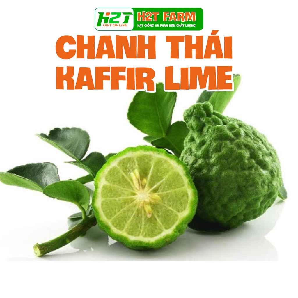 Hạt Giống Chanh Thái KAFFIR LIME 327 Gói 10 Hạt - H2T FARM