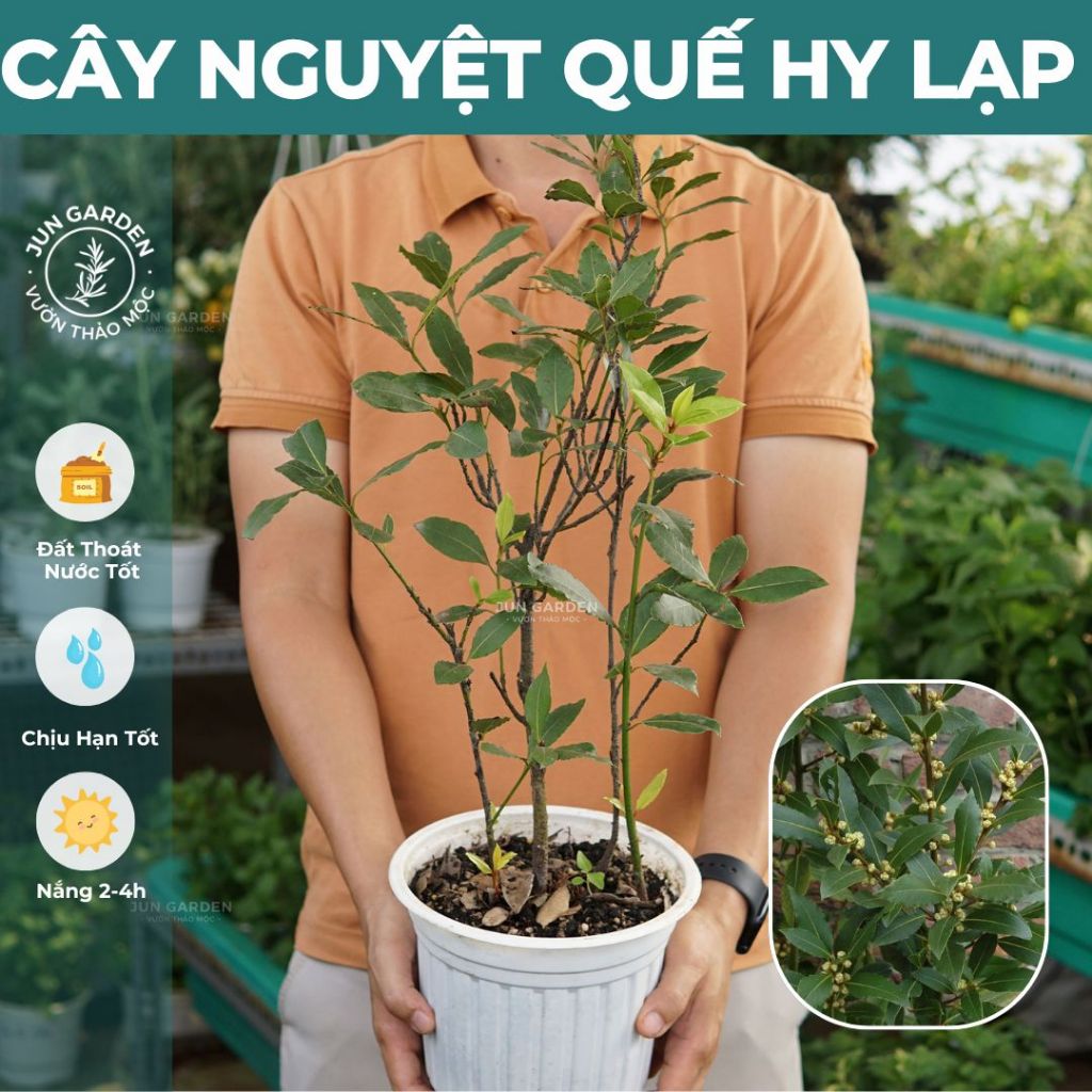 Cây Nguyệt Quế Hy Lạp JUN GARDEN Bay Leaf | Shopee Việt Nam