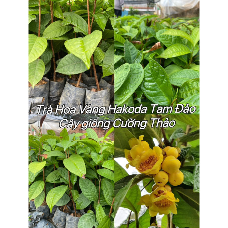 Cây giống Trà hoa vàng Hakoda Tam Đảo (mua 10 tặng 1) | Shopee Việt Nam